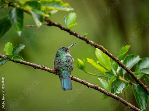 Bronzeschwanz-Buffonkolibri (Chalybura urochrysia)