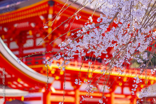 神社の桜