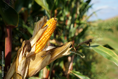 Fotografia Ripe corn cob ready for harvesting close-up view, agriculture concept