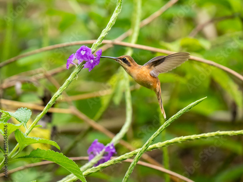 Streifenkehl-Schattenkolibri (Phaethornis striigularis)