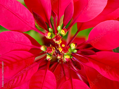 Poinsettia  at the local garden center.