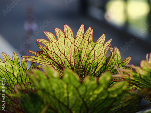Abstract background texture of group of leafs.