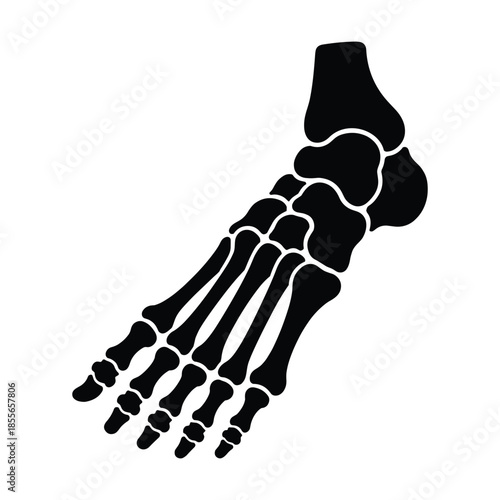 Silhouette of human foot bones anatomy