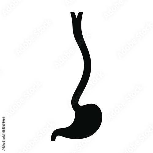 Silhouette of human stomach and esophagus