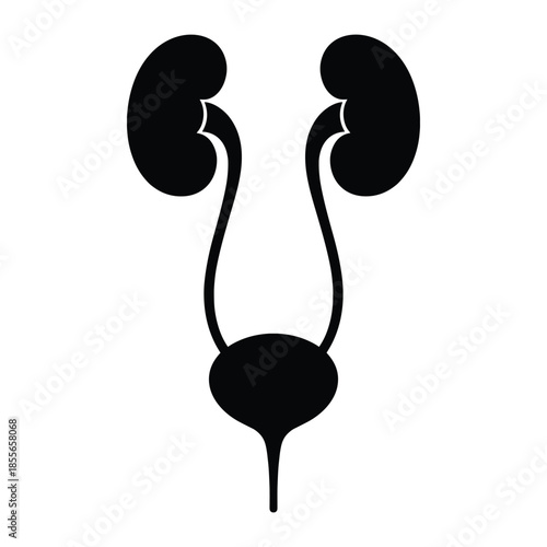 Silhouette of human urinary system anatomy