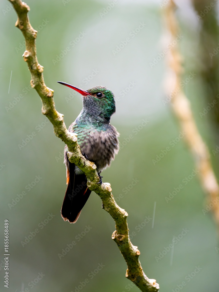 Fototapeta premium Goldschwanz-Saphirkolibri (Chlorestes eliciae) 