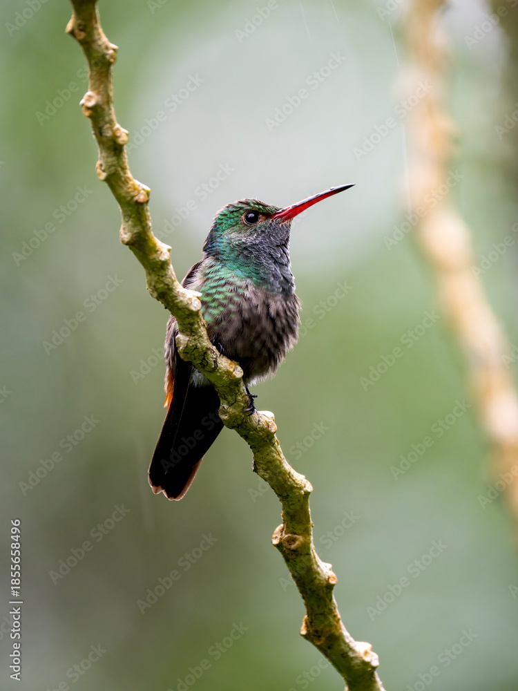Fototapeta premium Goldschwanz-Saphirkolibri (Chlorestes eliciae) 