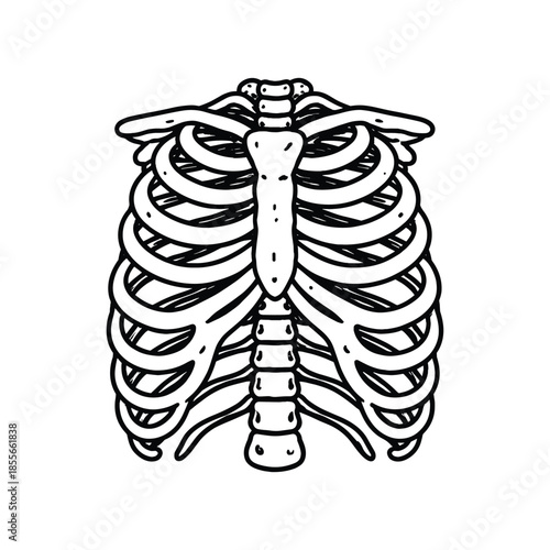 Hand-drawn outline of human rib cage skeleton