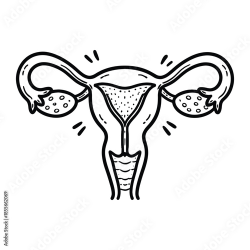 Outline illustration of female reproductive system anatomy