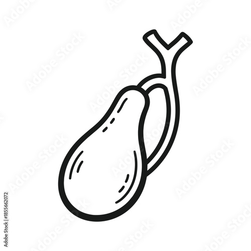 Outline illustration of human gallbladder anatomy