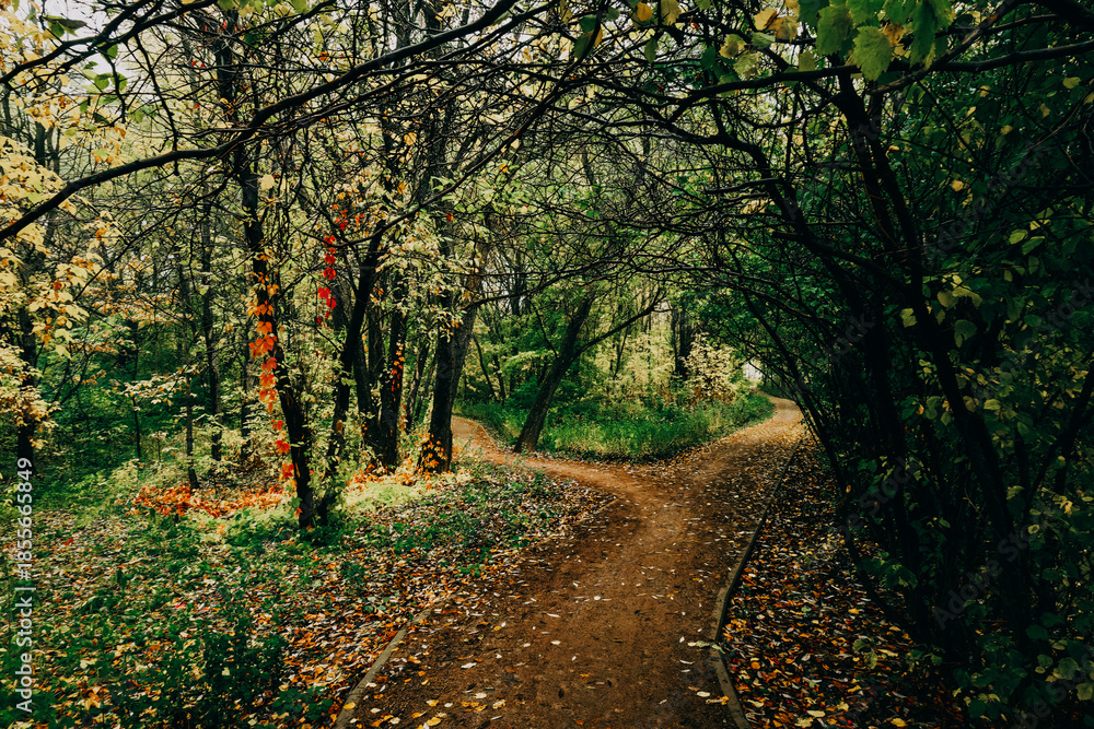 Fototapeta premium Autumn forest on a cloudy day