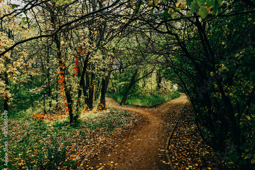 Autumn forest on a cloudy day
