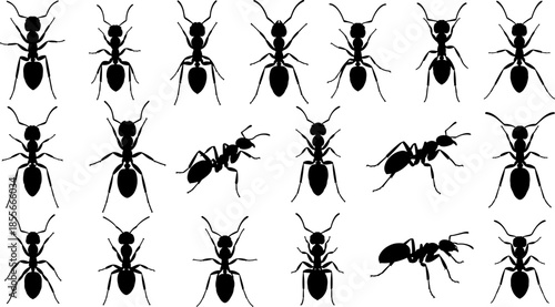 Ant silhouette vector set, black insect icons collection for biology education, pest control design, nature illustration, wildlife graphic, scientific study assets