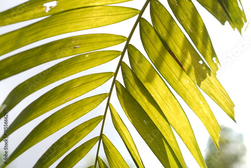 Bright Green Palm Frond Detail with a Strong Sun Flare against a High-Key White Background: Tropical image providing ample copy space, ideal for summer, vacation, or minimalist design themes