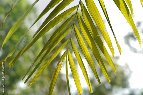 Bright Green Palm Frond Detail with a Strong Sun Flare against a High-Key White Background: Tropical image providing ample copy space, ideal for summer, vacation, or minimalist design themes