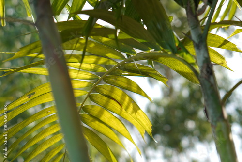 Bright Green Palm Frond Detail with a Strong Sun Flare against a High-Key White Background: Tropical image providing ample copy space, ideal for summer, vacation, or minimalist design themes