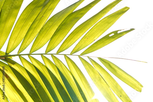 Bright Green Palm Frond Detail with a Strong Sun Flare against a High-Key White Background: Tropical image providing ample copy space, ideal for summer, vacation, or minimalist design themes
