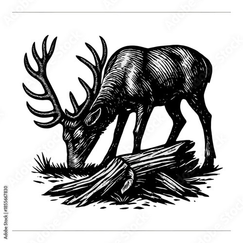 Detailed illustration of a grazing deer with antlers in black ink style.