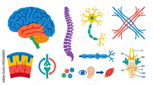 An illustration of the human nervous system, brain, spine, neurons, and sensory organs.
