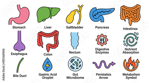An infographic illustrating various organs and processes of the human digestive system, including the stomach, liver, intestines, and enzymes.