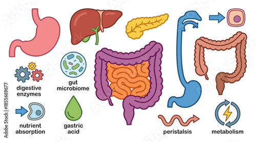 An illustration showcasing the key components and processes of the human digestive system,