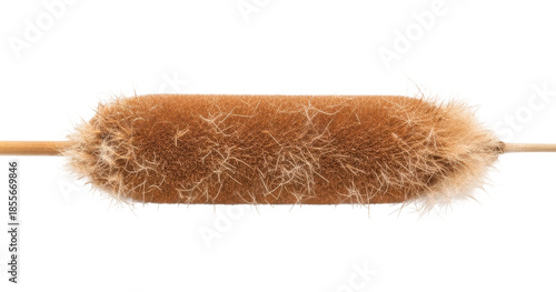 Cattail plant growth wetland habitat nature isolated on transparent background