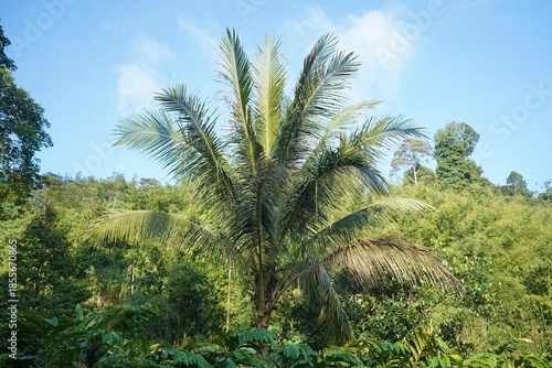 Coconut tree canopy with green leaves and coconuts against a blue sky.