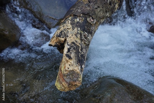 Fallen tree trunk lying across a tropical river.