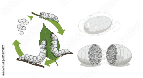 Educational diagram showing the life cycle of a silkworm from eggs to larvae and the creation of silk cocoons.