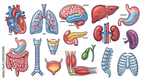 A comprehensive collection of detailed illustrations of various human organs, including the heart, lungs, brain, liver, stomach, kidneys, and more, presented in a clear and organized manner.