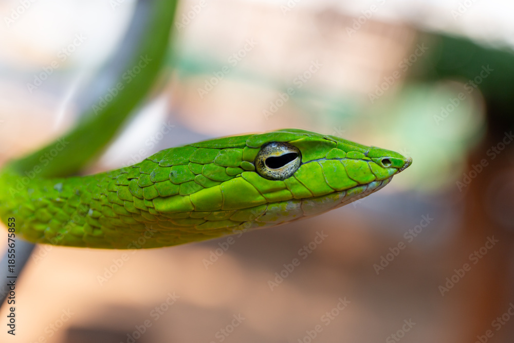 Fototapeta premium A closeup of a dangerous green reptile with vivid scales, possibly a python or mamba, slithering through wild grass and onto a tree branch in its natural wildlife habitat