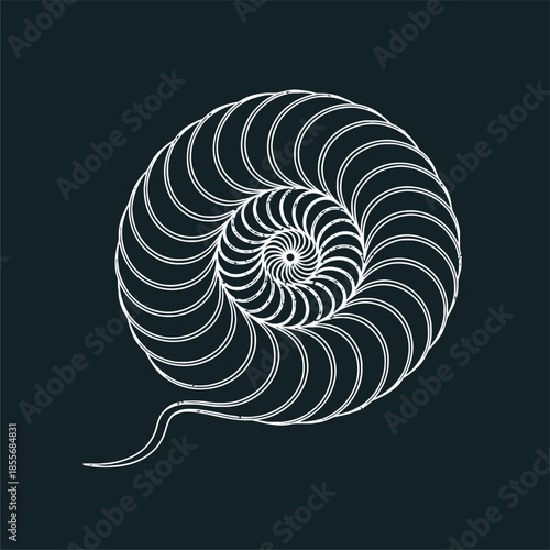 Spiral Shell Design, Nautilus Inspiration, Abstract Art, Graphic Illustration, Minimalist Style