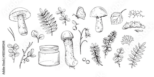 Taiga Forest Botanical elements. Hand drawn mushrooms, berries, leaves, branches, moss, butterfly, jar. Good for botanical prints, packaging, tattoo art, labels, books, logos, and nature designs.