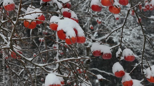 雪が降り積もる柿の実