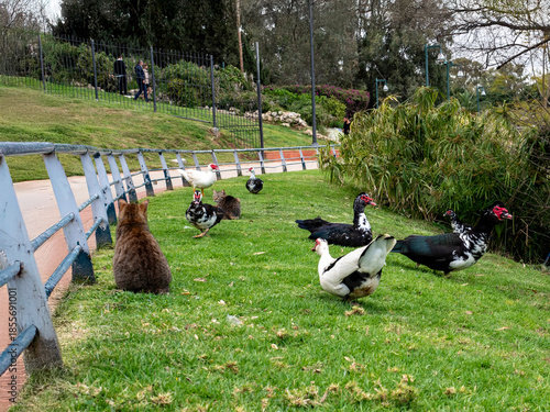 Ducks and cats in the park on the grass