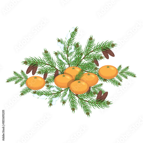 Christmas tree branches with cones and tangerines on a white background.Vector composition for Christmas designs.