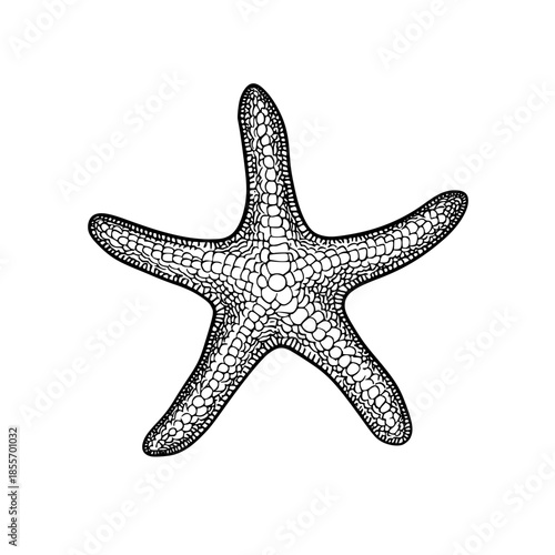 Elegant Lace Starfish | Clean, isolated vector art for creative projects.