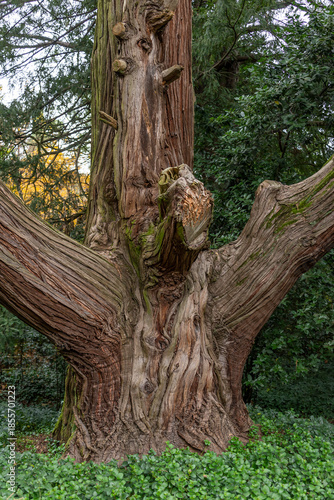 A trunk of an American or Californian cedar in the monumental garden of Valsanzibio, Padua, Italy