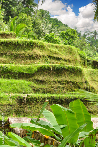 typical landscape of rice terraces near Ubud, Bali, Indonesia