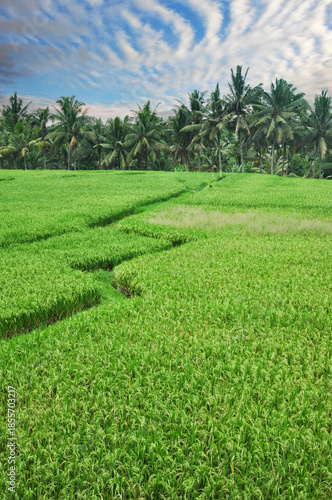 typical landscape of rice terraces near Ubud, Bali, Indonesia