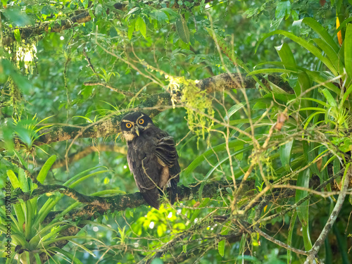 Brillenkauz (Pulsatrix perspicillata)