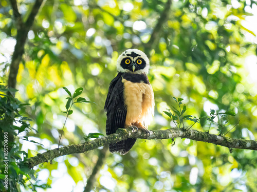 Brillenkauz (Pulsatrix perspicillata)