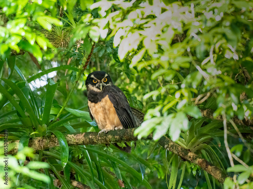 Brillenkauz (Pulsatrix perspicillata)