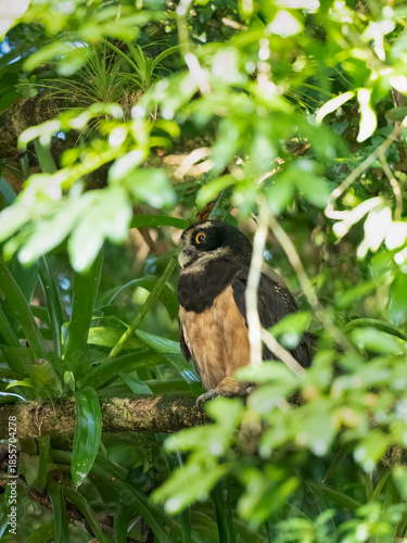 Brillenkauz (Pulsatrix perspicillata)