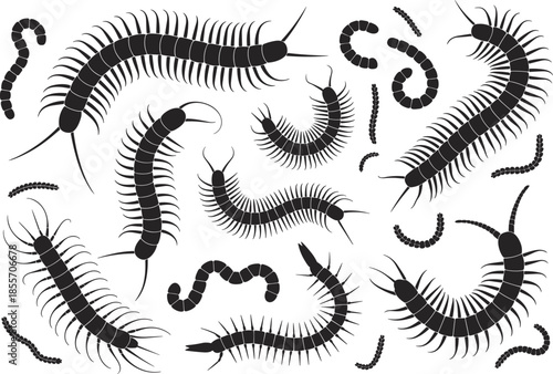 Black silhouette illustrations of centipedes and worms with segmented bodies and crawling forms, ideal for biology education, science projects, and creative design