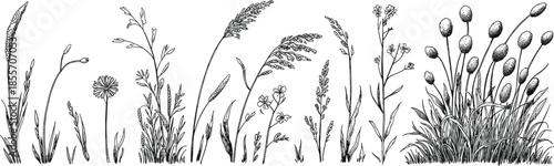 Black and white vector silhouettes of grasses and wildflowers with detailed line work, perfect for botanical studies, nature design, and decorative projects