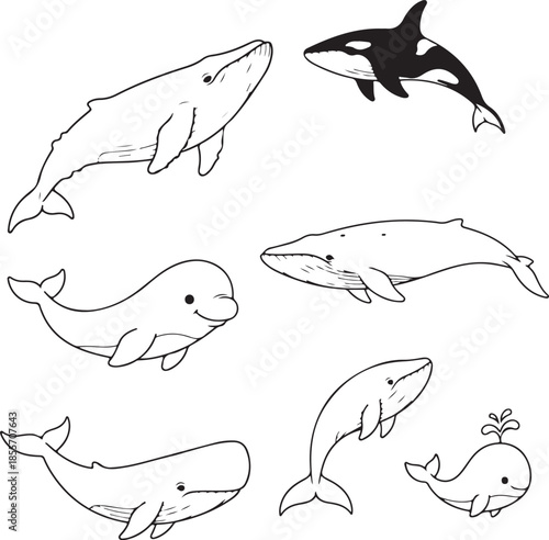 A charming collection of whale and dolphin illustrations in black and white line art.