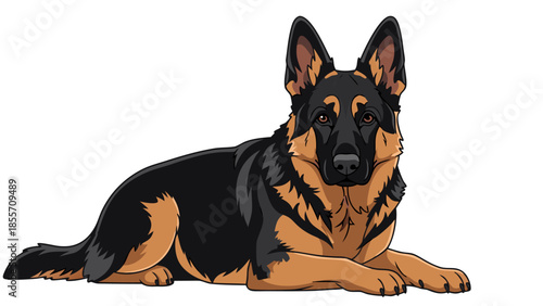 Vector illustration of a black and tan German Shepherd dog lying down on a white background, depicted in a detailed graphic