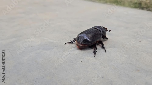 A dark rhinoceros beetle crawling on a light concrete surface outdoors in natural daylight. Natural footage of an animal in motion video