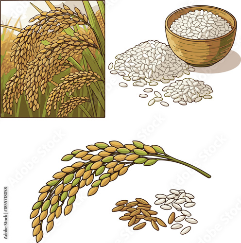 Rice Grains and Paddy Stalk Set, Hand Drawn Rice Plants and Bowls of White Rice Illustration